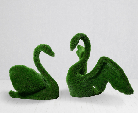 Two swans