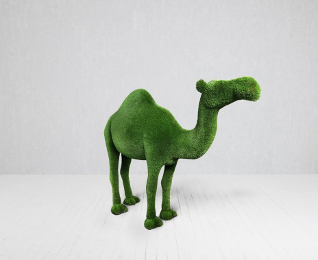 Camel (one-humped)