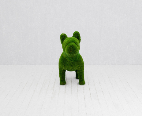 French bulldog