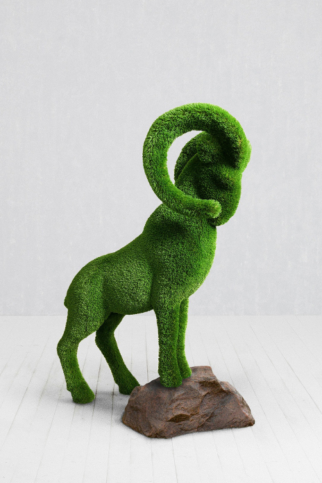 Mountain goat